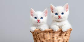 Zwei Katzen eng beieinander – Sinnbild für Ästhetik und passgenaue Lösungen mit CEREC